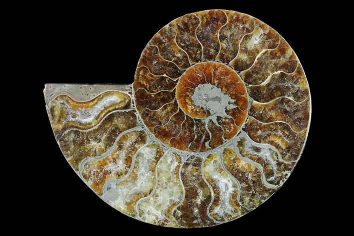 Cut & Polished Ammonite Fossil (Half) - Agate Replaced #146130